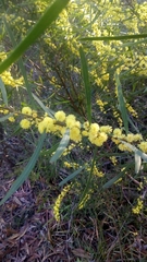 Acacia elongata