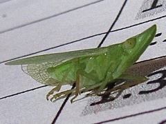 Rhynchomitra recurva