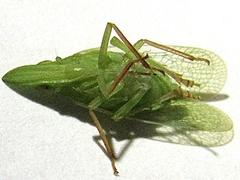 Rhynchomitra recurva