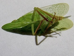 Rhynchomitra recurva