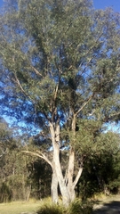 Eucalyptus radiata