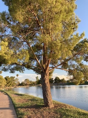 Pinus brutia eldarica