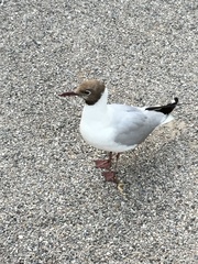 Chroicocephalus ridibundus