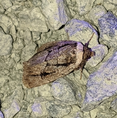 Sympistis fifia