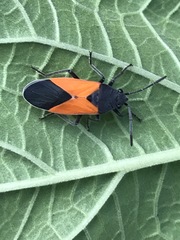 Melanopleurus bicolor