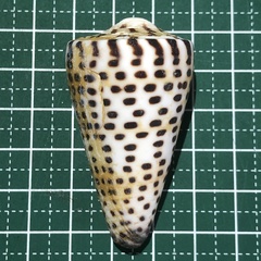 Conus litteratus