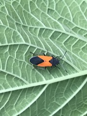 Melanopleurus bicolor