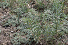 Thermopsis mongolica