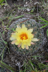 Coryphantha pseudoradians