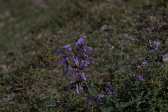 Nepeta sibirica