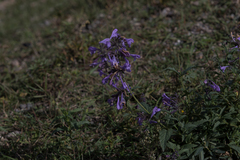 Nepeta sibirica