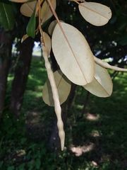 Quadrella odoratissima