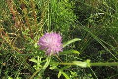 Centaurea iberica