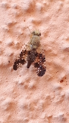 Acinia corniculata