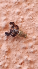 Acinia corniculata