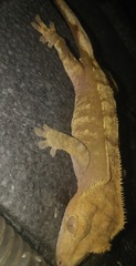 Correlophus