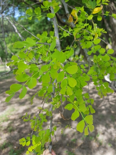 Mexican logwood