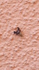 Acinia corniculata