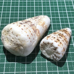 Conus imperialis