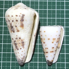 Conus imperialis