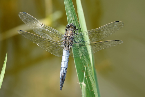 Tinkliškoji Skėtė nuotrauka
