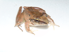 Craugastor raniformis