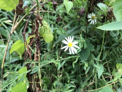 Aster pinnatifidus