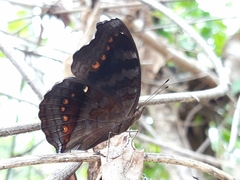 Junonia hedonia