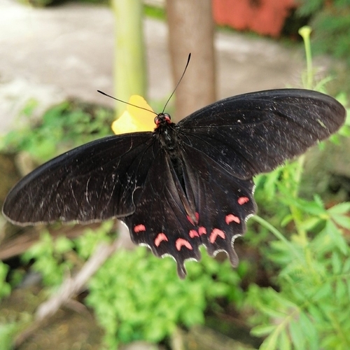 Montezuma's Cattleheart