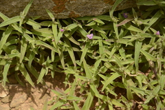 Cyanotis fasciculata