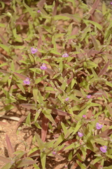 Cyanotis fasciculata