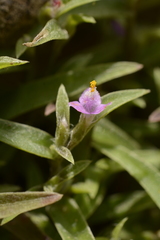 Cyanotis fasciculata