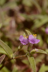 Cyanotis fasciculata