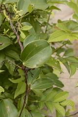 Dioscorea oppositifolia