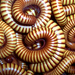 Orthoporus ornatus - Photo (c) B Smith,  זכויות יוצרים חלקיות (CC BY-NC-SA)