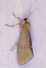 Cisthene dorsimacula