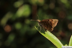 Antigonus funebris