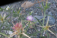 Centaurea iberica