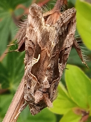 Autographa gamma
