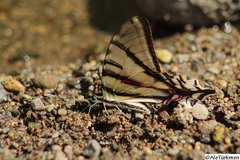 Protographium epidaus tepicus