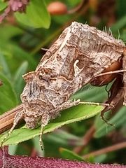 Autographa gamma