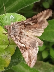 Autographa gamma