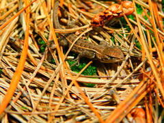Sceloporus subniger