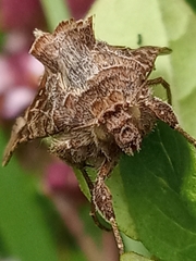 Autographa gamma