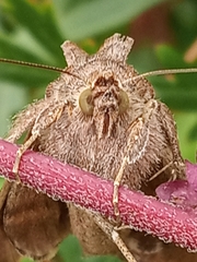 Autographa gamma