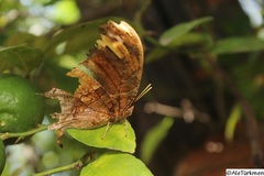 Consul fabius cecrops