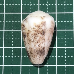 Conus arenatus