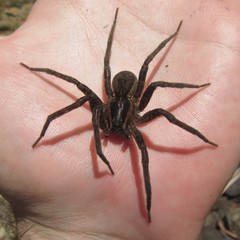 Dolomedes vicque