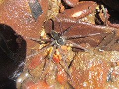 Dolomedes vicque