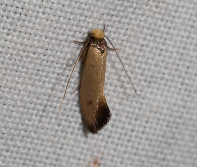 Edosa balanosema